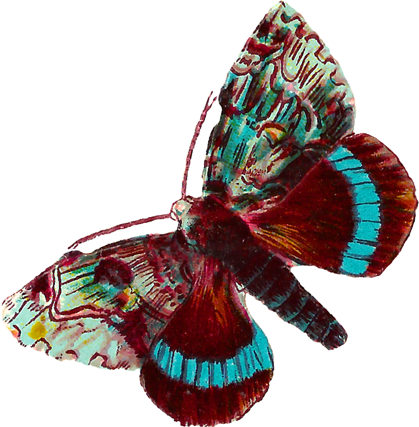 Colorful Moth Specimen