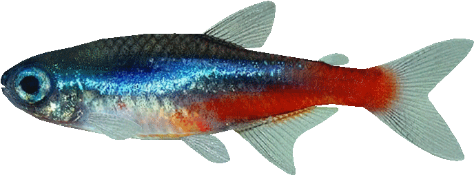 Colorful Neon Tetra Fish