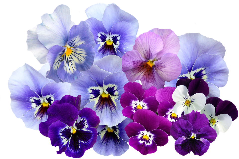 Colorful_ Pansy_ Flowers_ Transparent_ Background.png