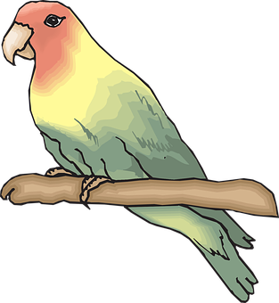 Colorful Parakeet Illustration