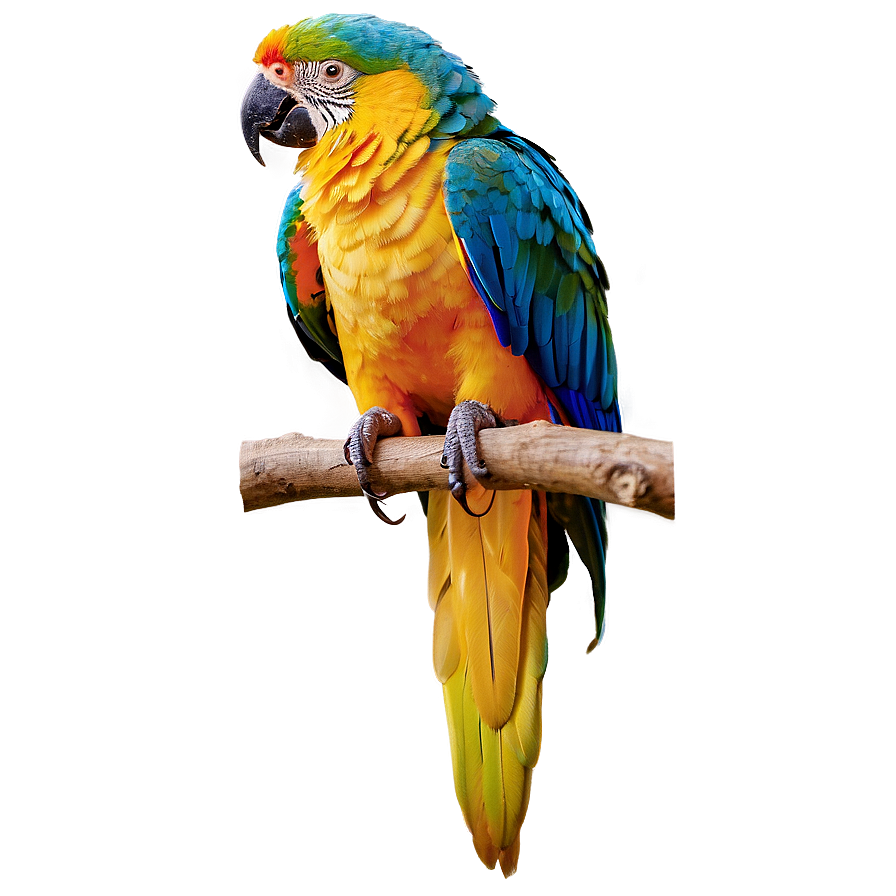 Colorful Parrot Bird Png 16