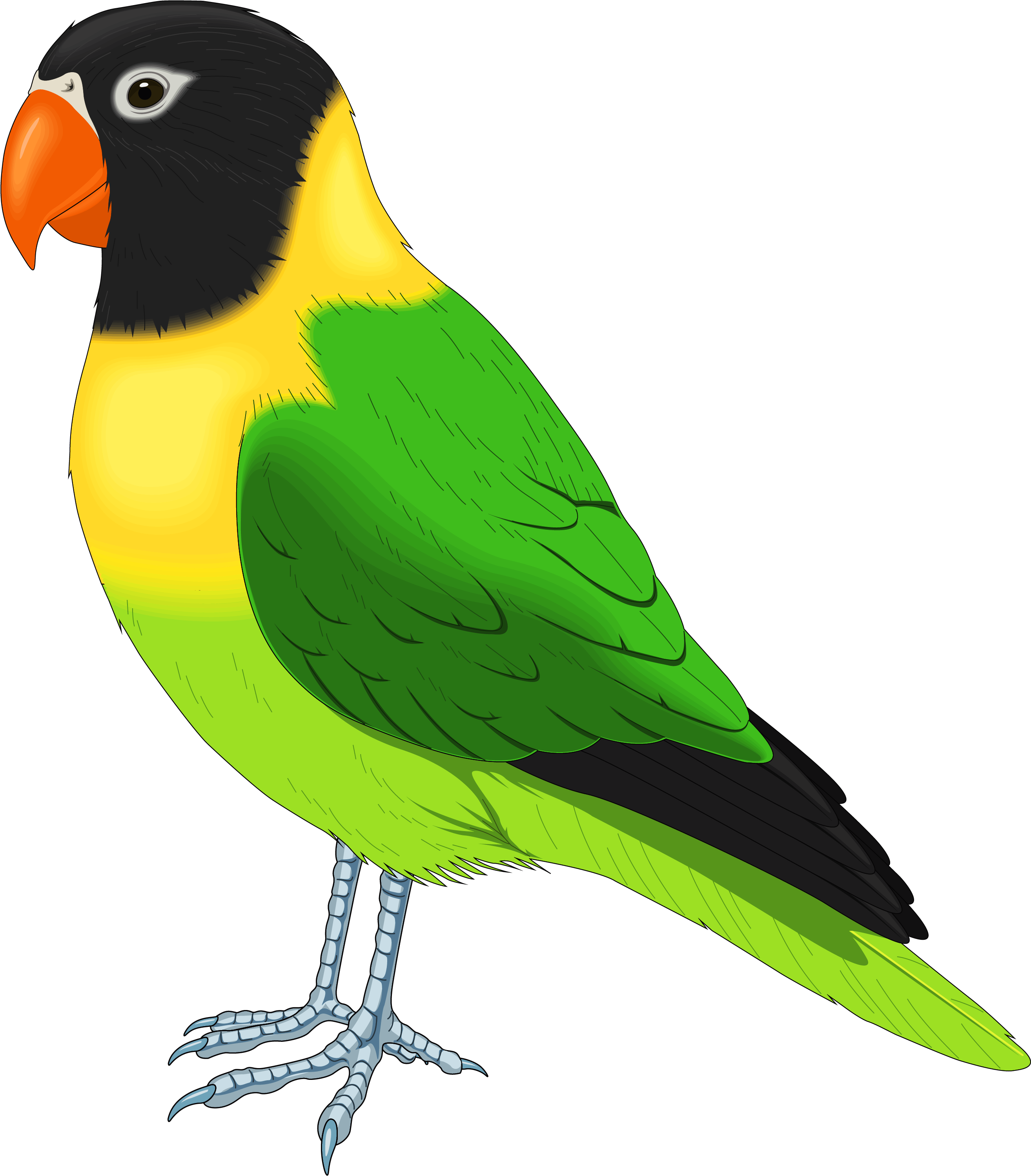Colorful Parrot Illustration