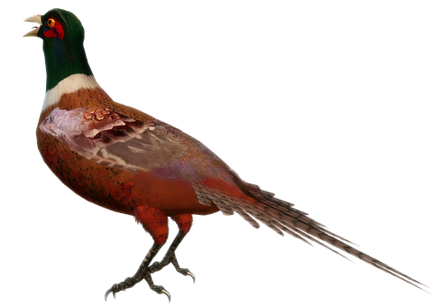 Colorful Pheasanton Black Background