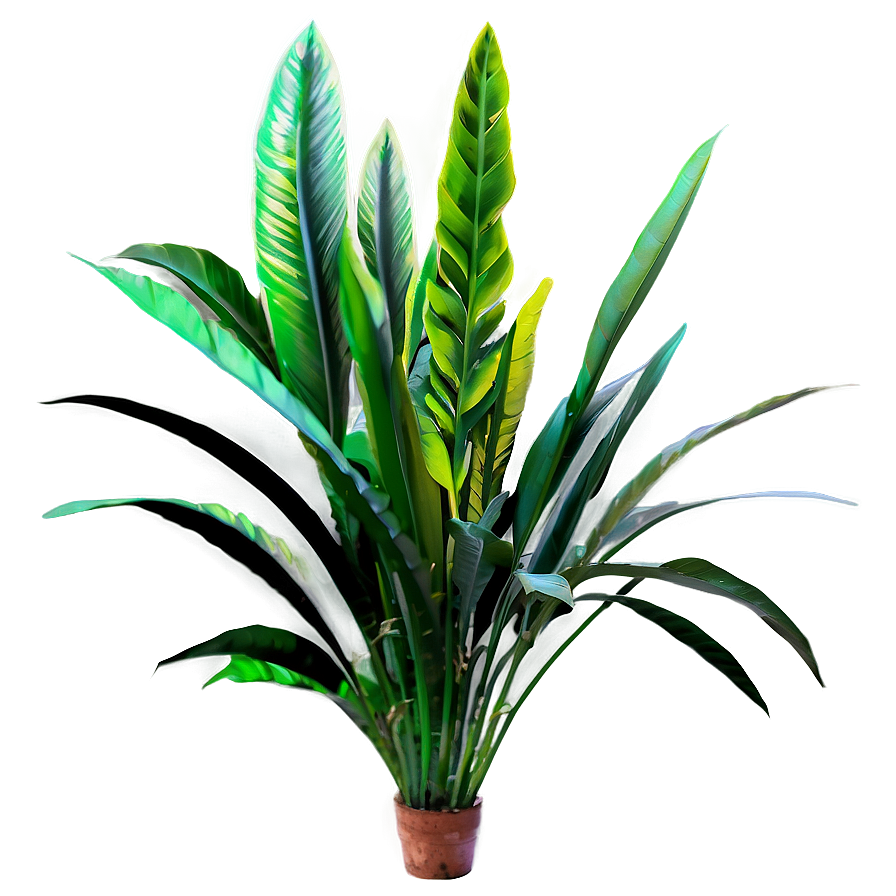 Colorful Plants Png 24