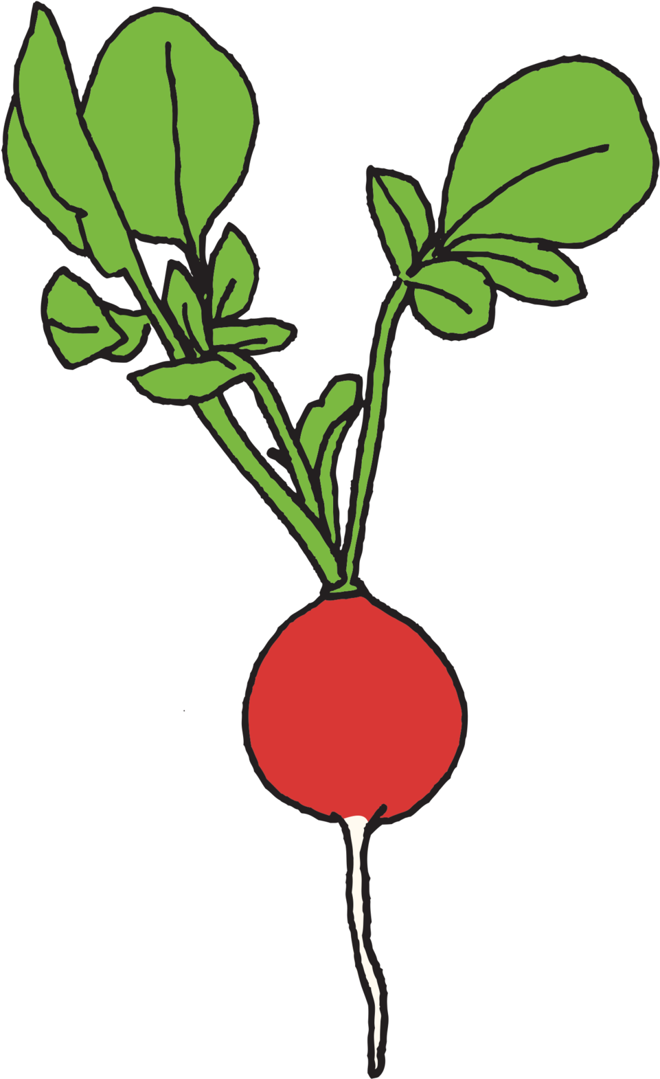 Colorful Radish Illustration