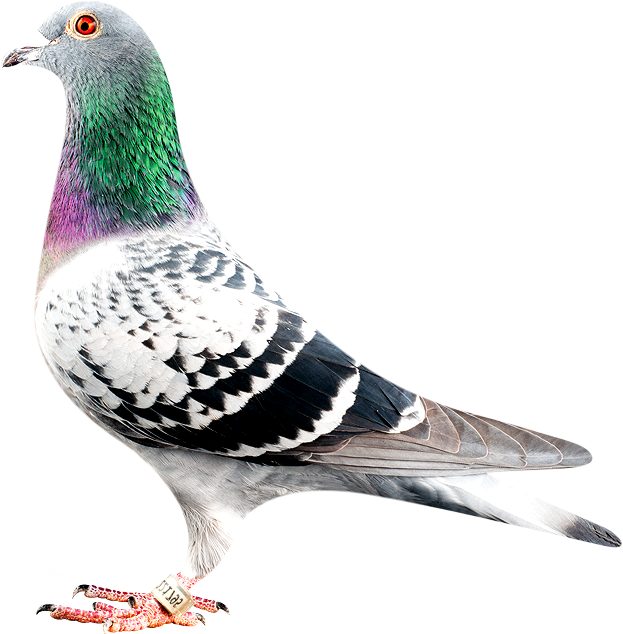 Colorful Rock Pigeon Portrait