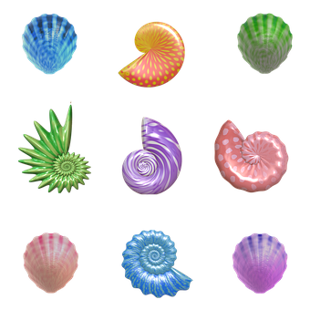 Colorful Sea Shells Collection