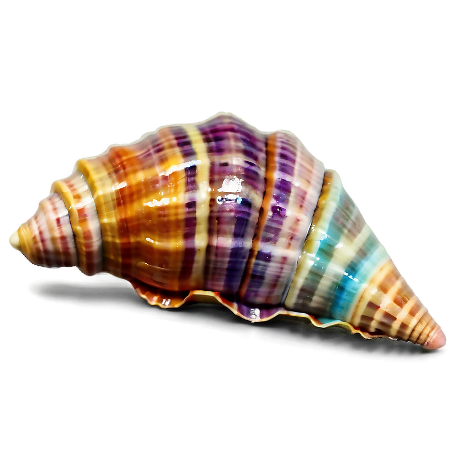 Colorful Seashell Collection Png 05242024