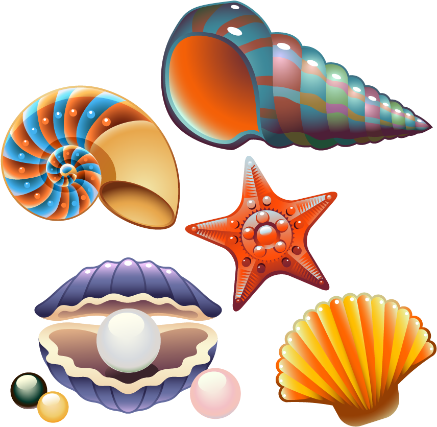 Colorful Seashell Collection