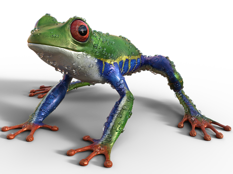 Colorful Tree Frog Black Background