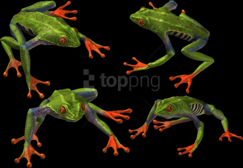 Colorful Tree Frogs Black Background