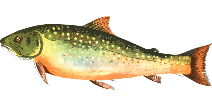 Colorful Trout Illustration