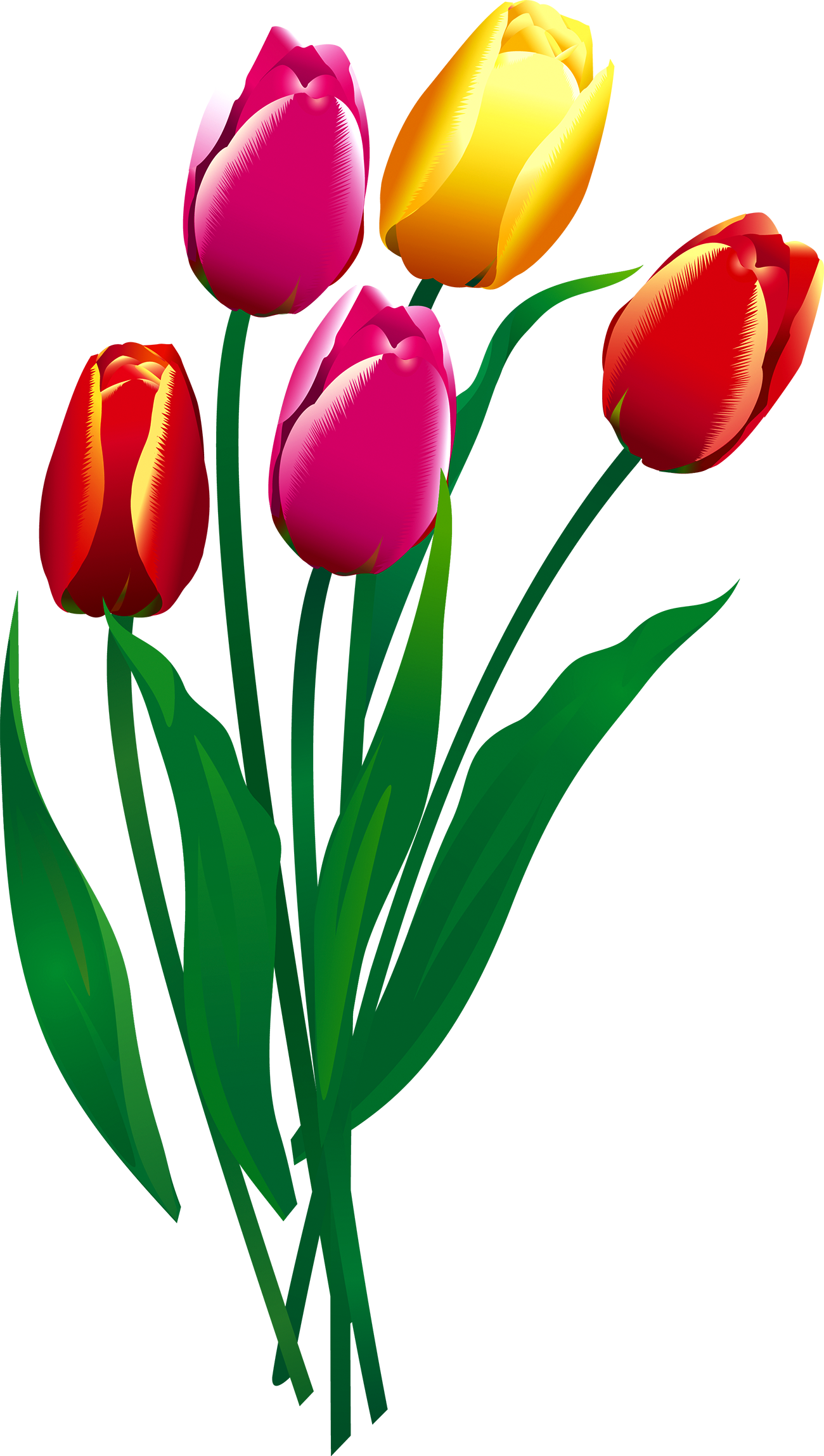 Colorful Tulip Bouquet Illustration