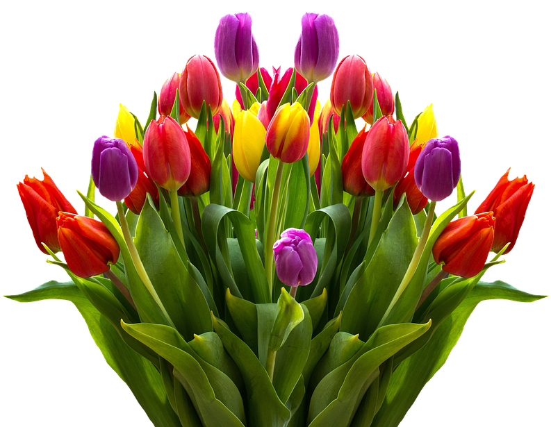 Colorful Tulip Bouquet Transparent Background