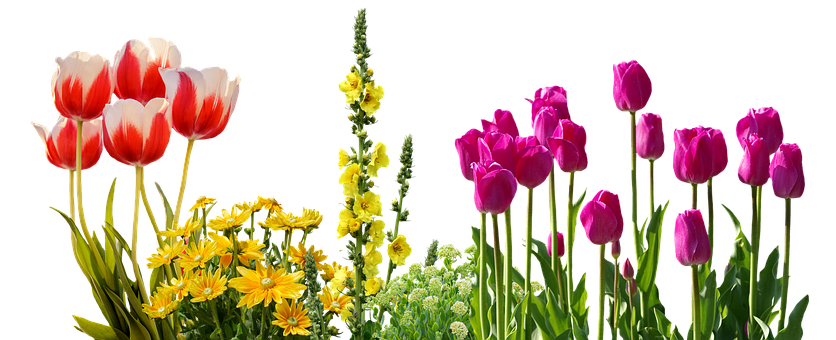 Colorful_ Tulips_and_ Spring_ Flowers_ Against_ Black_ Background.jpg