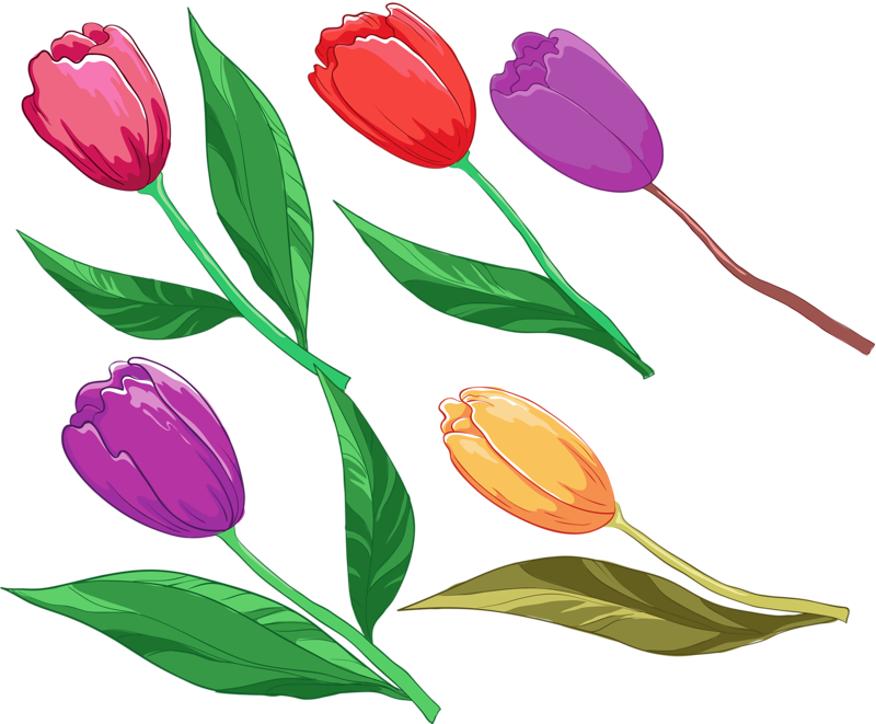 Colorful_ Tulips_ Vector_ Illustration