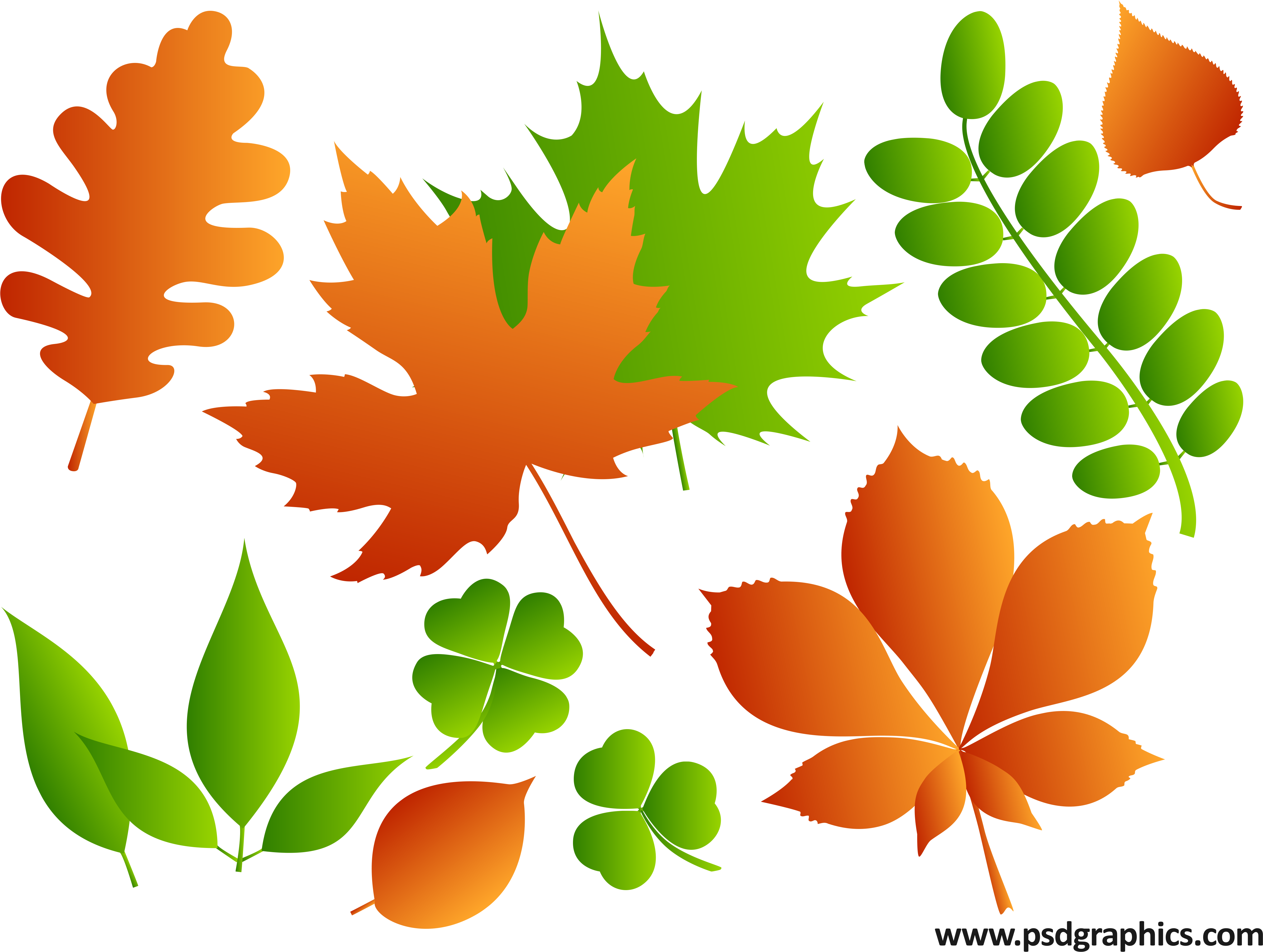 Colorful Vector Leaves Illustration