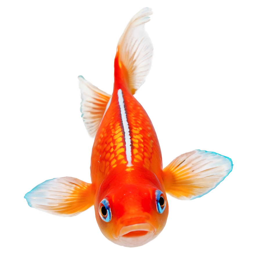 Comet Goldfish Png 05212024