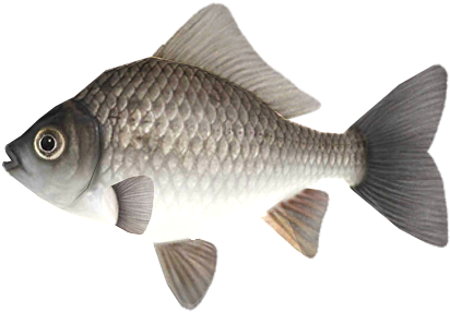 Common Carp Illustration.png