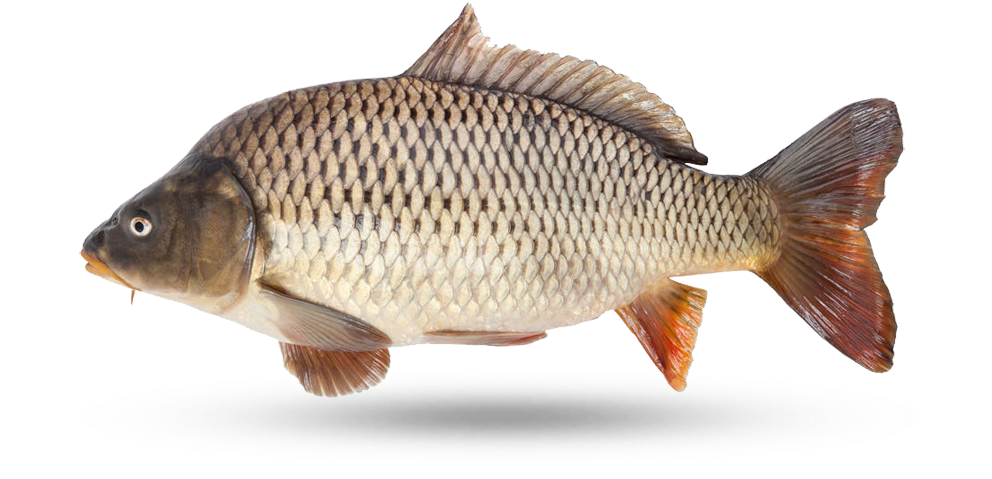 Common Carp Side View.png