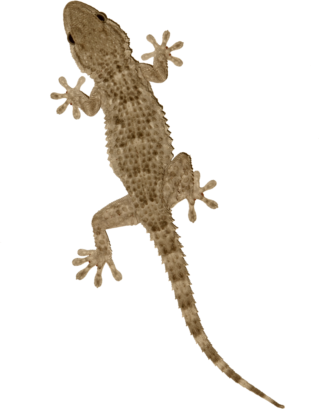 Common Gecko On Transparent Background.png