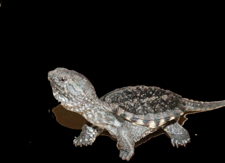 Common Snapping Turtle Profile