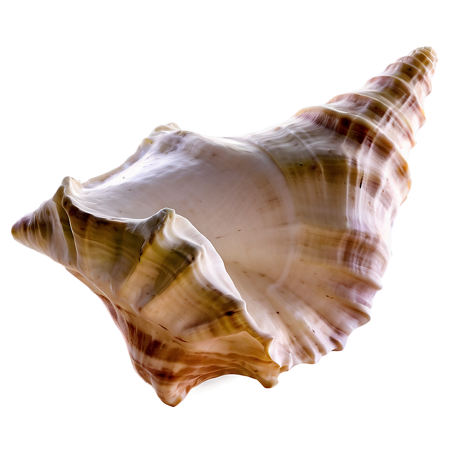 Conch Shell C