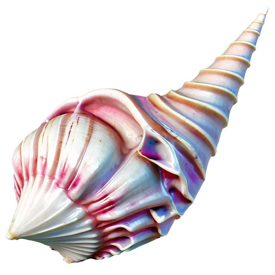 Conch Shell Outline Png Pgh3