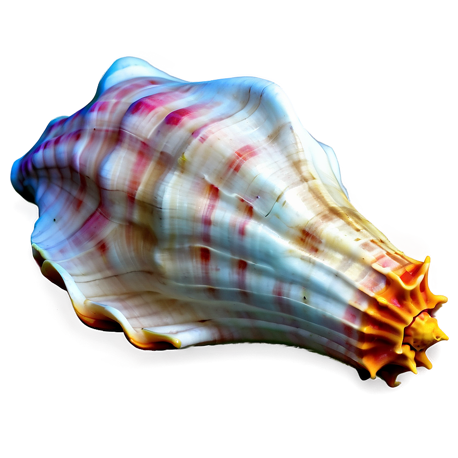 Conch Shell Outline Png Xen39