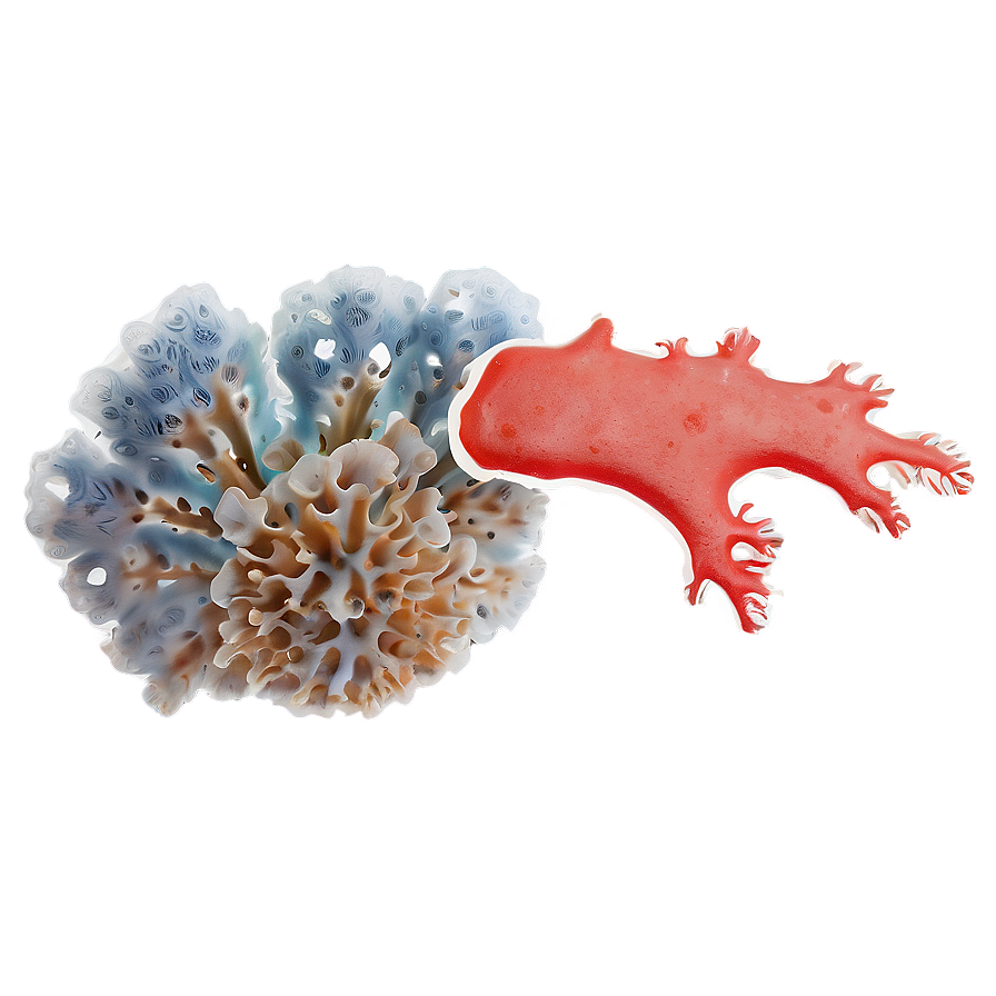 Coral Fragmentation Process Png Aty