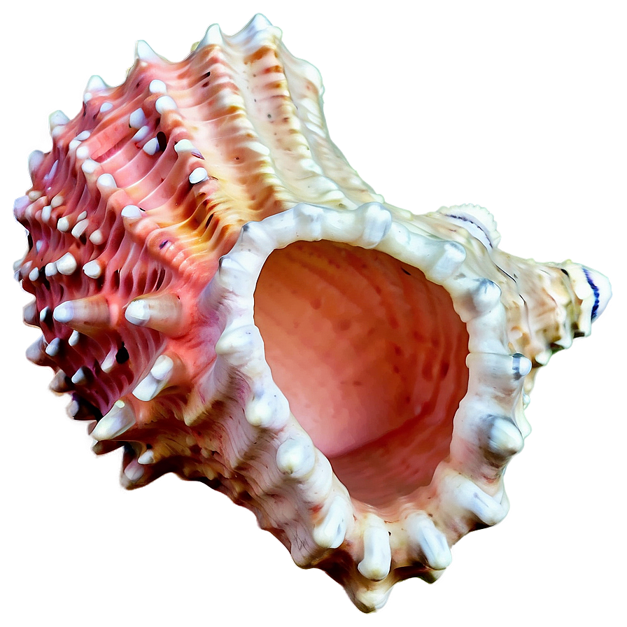 Coral Reef Conch Shell Png 06132024