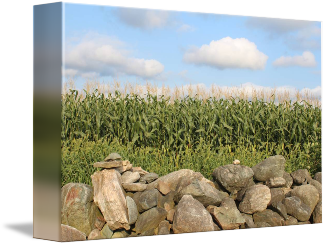 Cornfield Stone Wall Sky