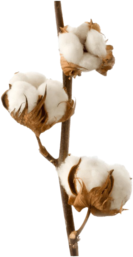 Cotton Boll Branch.png