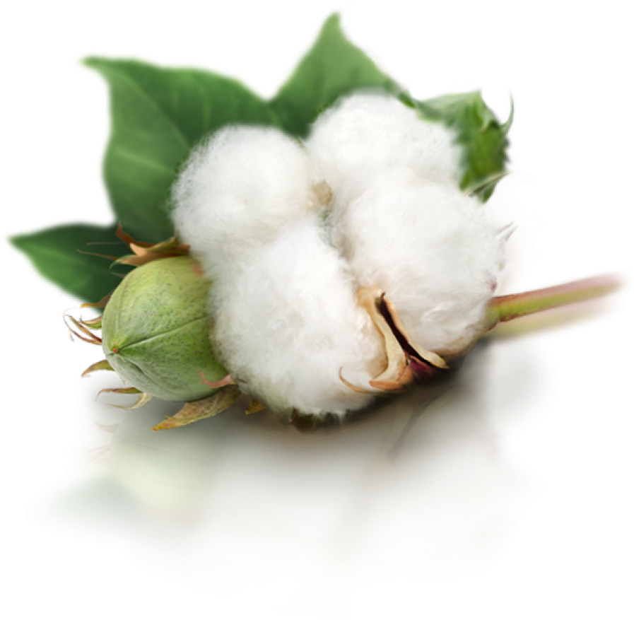 Cotton Bollon Branch