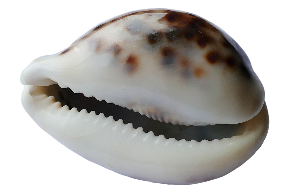 Cowrie Shell Close Up
