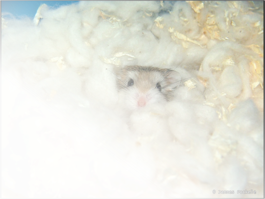 Cozy Hamsterin Bedding.jpg