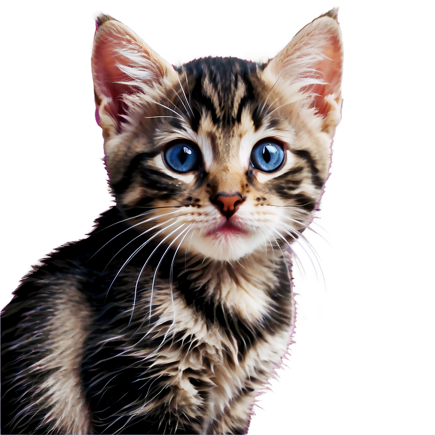 Cozy Kitten Picture Png Ptn