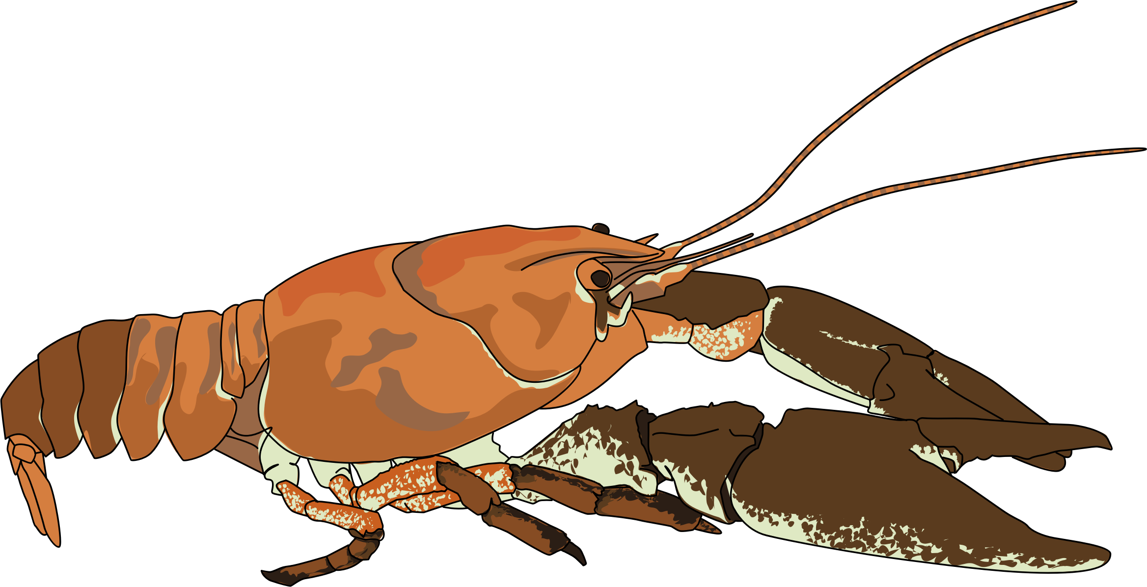 Crayfish_ Illustration.png