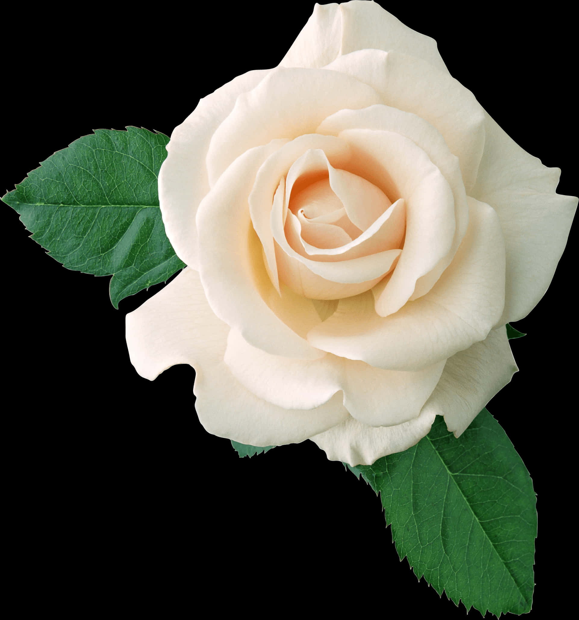 Creamy White Rose Black Background