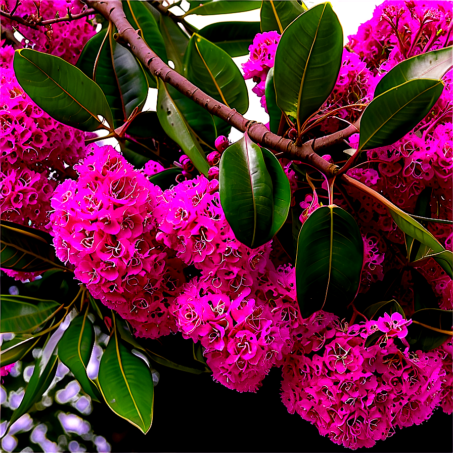 Crepe Myrtle Canopy View Png Nlo93