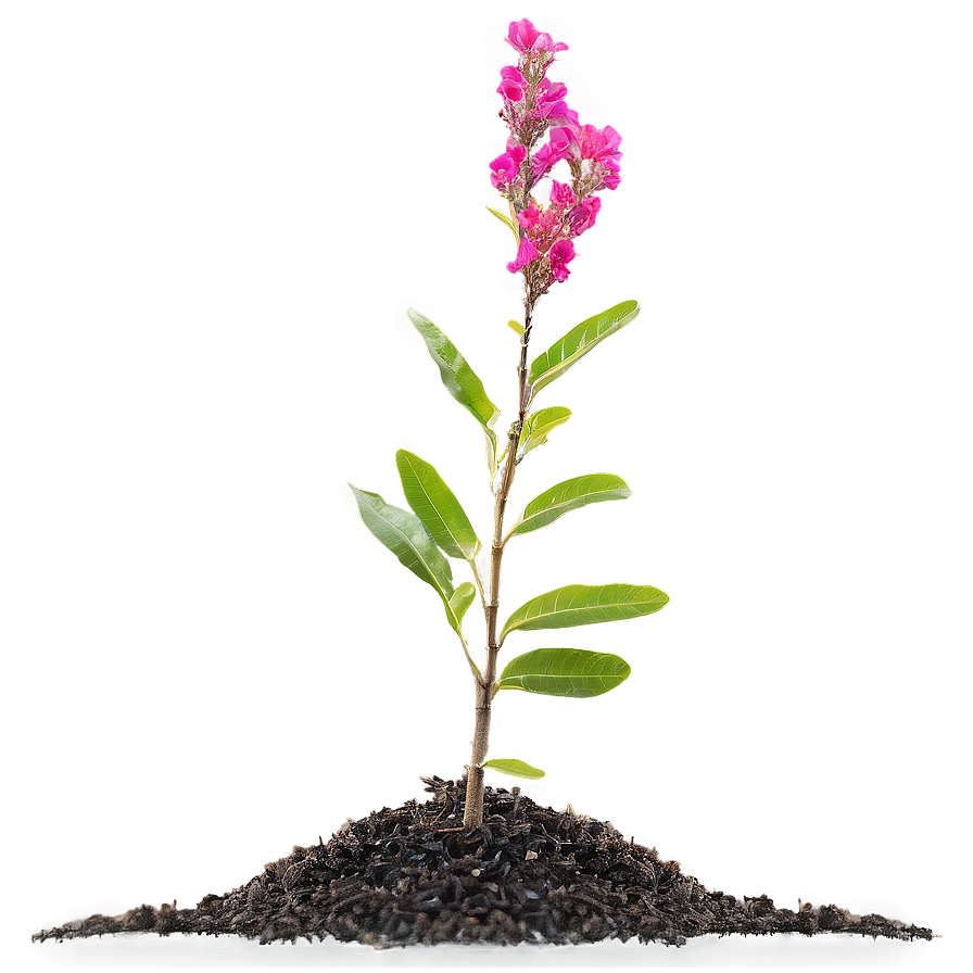 Crepe Myrtle Seedling Png 06282024