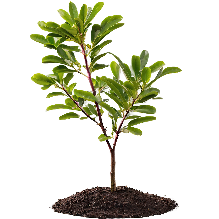 Crepe Myrtle Seedling Png 16