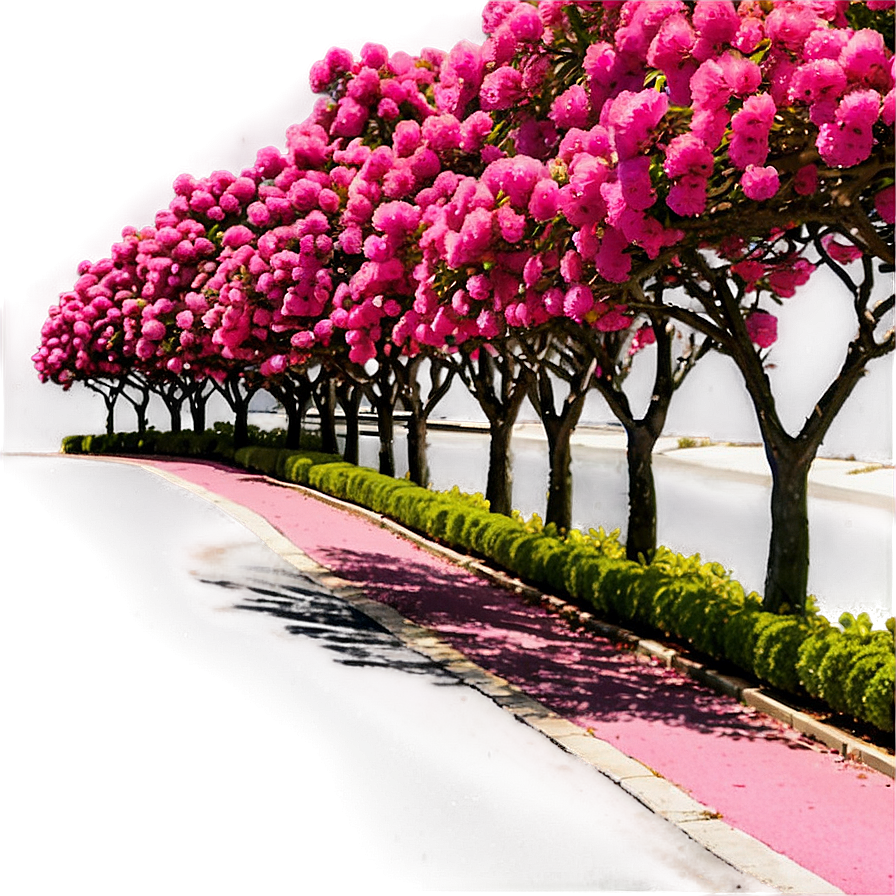 Crepe Myrtle Tree Alley Png 80