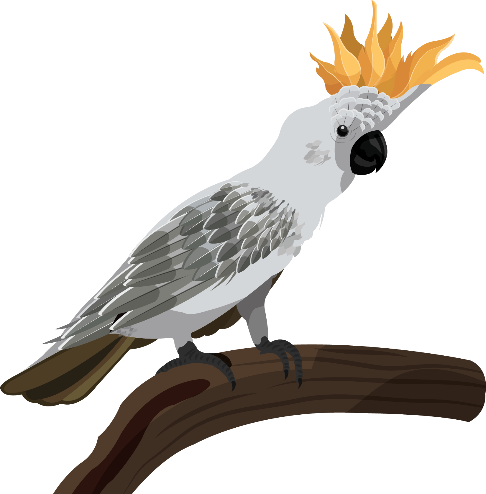 Crested Cockatoo Illustration.png