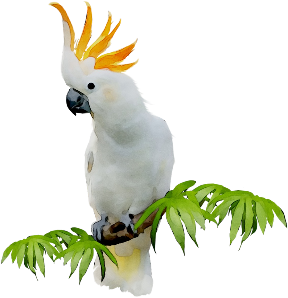 Crested Cockatooon Branch.png