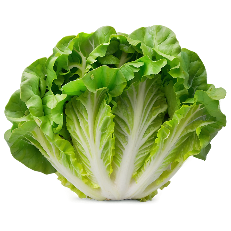 Crinkly Lettuce Png Oib43