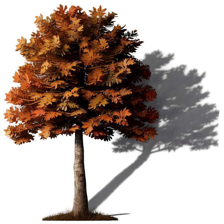 Crisp Autumn Tree Shadow Png 56