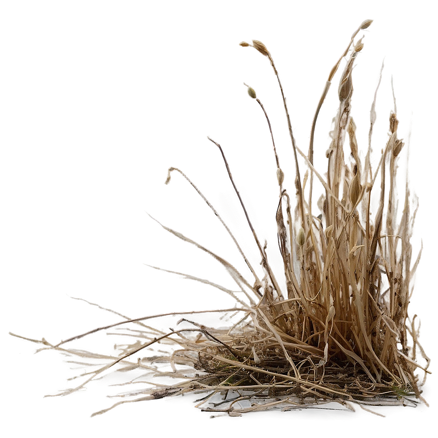 Crisp Dead Grass Png 06282024