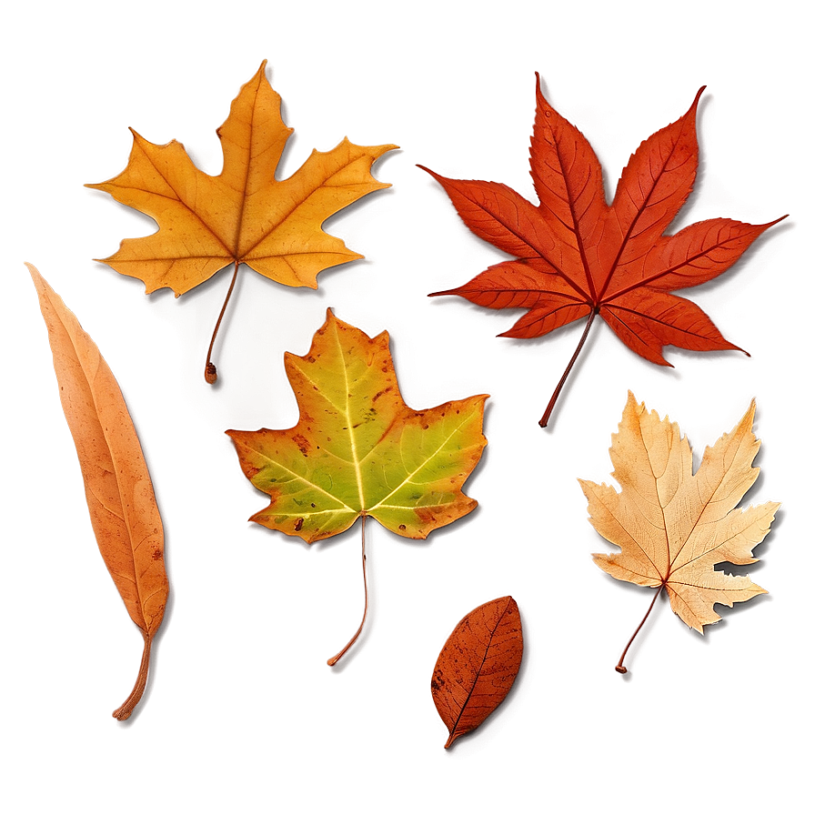 Crisp Fallen Leaves Texture Png 51