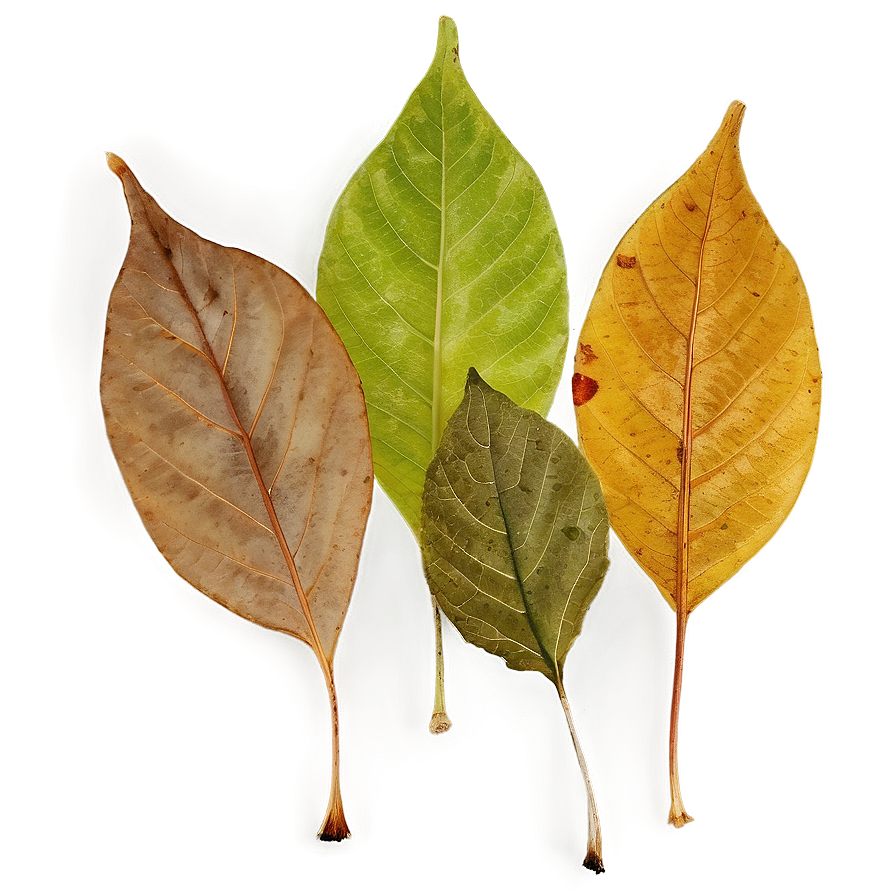 Crisp Fallen Leaves Texture Png Xyf24